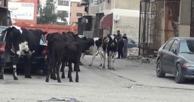 ضبط لص يسرق المواشي من المواطنين بالوادي الجديد
