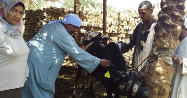 كل ما تريد معرفته عن مرض التهاب الجلد العقدي للأبقار وعلاجه وأعراضه