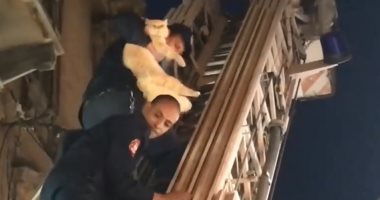 الحماية المدنية بالإسكندرية تنقذ قطة محتجزة فى عقار مهجور.. فيديو