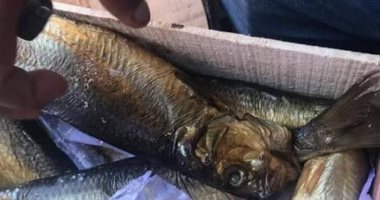 ضبط رنجة فاسدة بأحد محلات حى الزهور خلال حملة تموينية ببورسعيد