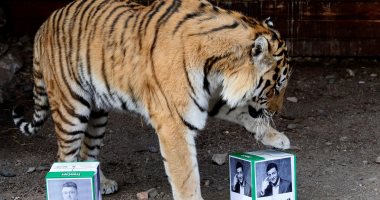 صور.. نمر يتنبأ بفوز الممثل فلاديمير زيلينسكى بالانتخابات الرئاسية فى أوكرانيا