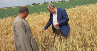 وكيل زراعة الغربية: حصاد 28424 فدان قمح مع بداية موسم الحصاد