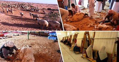 صور.. موسم "الجلامة" جز صوف الأغنام فى مطروح.. طقوس تراثية واحتفالات وولائم.. والمربون يحرصون على قص صوفها قبل بداية الصيف بمساعدة المتطوعين.. ومصنع الصوف يحوله إلى خيوط لاستخدامها فى الصناعة اليدوية منزليا