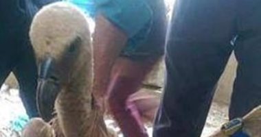 وقع فى يد جنود يمنيين بتهمة التجسس.. تعرف على حكاية النسر "ويلسون" 