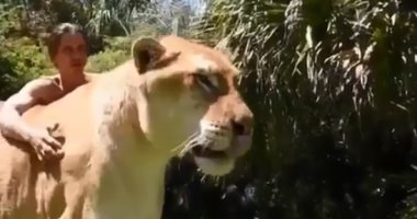 "أليف ومبيعضش".. The Liger هجين الأسد والنمر.. فيديو وصور