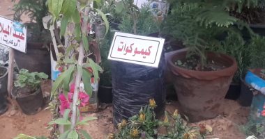 سمعت قبل كدة عن نبات "كيمو كوات" و"مسك الليل"؟.. اعرف حقيقتهما ووظيفتهما