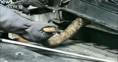 شاهد.. "كوبرا" بطول 2.7 متر داخل محرك سيارة سيدة فى الصين