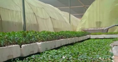 صور.. وحدة البساتين بمركز التنمية المستدامة بمطروح تنتج شتلات الخضر والفاكهة للمواطنين