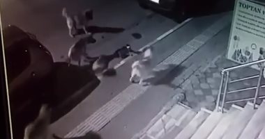 شجاعة قطة.. هاجمت نص دستة كلاب حاولوا الانقضاض عليها "فيديو"