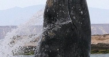 7 منهم ماتوا فى شهر.. تغير المناخ يقتل الحيتان 
