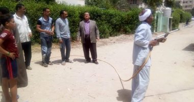 حملات لمقاومة حشرة الخنفساء السوداء بعد انتشارها بالغردقة وسفاجا