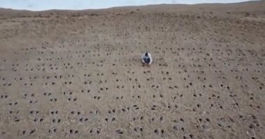 شاهد.. عرض فنى مؤثر فى ذكرى كارثة تمرين النمر العسكرى ببريطانيا