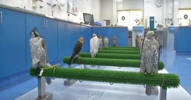 مواطن سعودى ونجله يتبرعان بأكثر من 10 صقور لإعادتها لموطنها الأصلى
