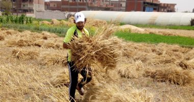 في عيد العمال.. لاعبو القسم الثانى يواجهون البطالة الكروية بالعمالة باليومية:لاعب كوم حمادة عامل باليومية بـ 70 جنيه..مهاجم بنها صياد ببحيرات كفر الشيخ ..مهاجم مالية كفر الزيات شيف بالقطعة بأفراح محافظة الغربية