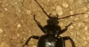 شكاوى من وصول الخنفساء السوداء لشوارع ومنازل محافظة قنا 