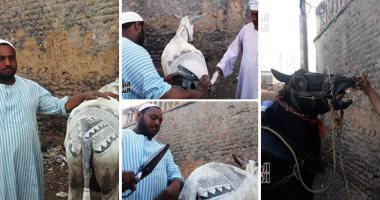 "مش كل اللى مسك مقص بقى صنايعى".. حسن ووالده 50 عاما فى الرسم على ظهور الخيول: "30 دقيقة لعمل رسومات بتكلفة من 30 لـ40 جنيها".. ويؤكدان: "نتعرض للرفس والعض.. والخيالة بيطلبونا بالحجز فى مسابقات المرماح".. صور