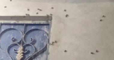 صور.. رئيس مدينة إسنا يشكل لجنة لمواجهة إنتشار حشرات "الخنافس" 