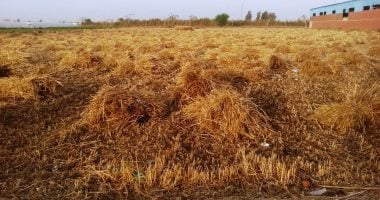 "الإرشاد الزراعى" ببورسعيد: ندوات للمزارعين للنهوض بمحصول القمح