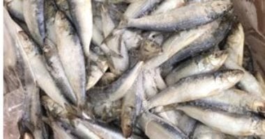 القبض على صاحب محل بحوزته طن أسماك فاسدة بالقاهرة