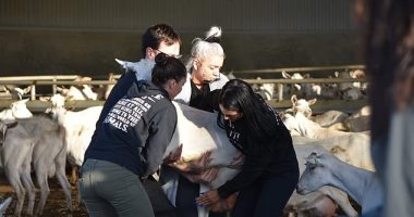 حرروا الأغنام.. نباتيون يقتحمون مزرعة ويطلقون 40 خروفا فى أستراليا.. صور