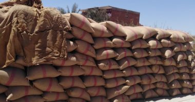 توريد 135 ألف و652 طن أقماح لصوامع وشون كفر الشيخ
