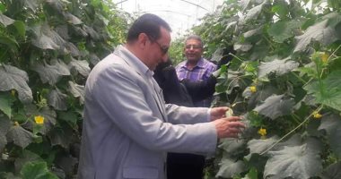 توريد 8 آلاف طن قمح بشون محافظة دمياط 