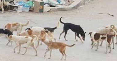 قارئ يشكو من انتشار الكلاب الضالة بشوارع منطقة السيدة زينب