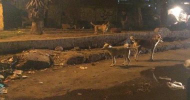 شكوى من انتشار الكلاب الضالة بمنطقة الجمهورية بالمحله الكبرى