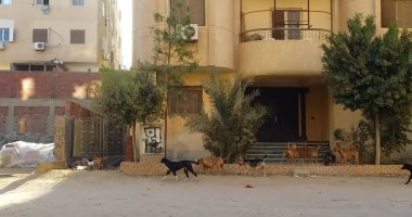 قارئ يشكو من انتشار الكلاب الضالة بالمعراج المعادى