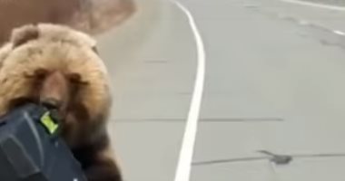 شاهد..دب روسى يسرق "ثلاجة حفظ أطعمة" من صيادين