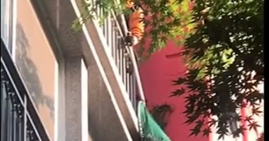 فيديو.. قوة أمنية للقبض على طاووس فى كوريا الجنوبية