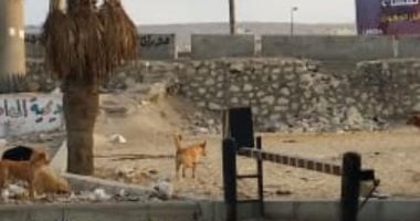 شكوى من انتشار الكلاب الضالة بشارع اللاسلكى فى المعادى