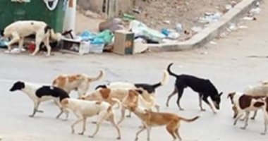 الكلاب الضالة تهدد الحياة فى حى المنيب بالجيزة.. والأهلى يشتكون