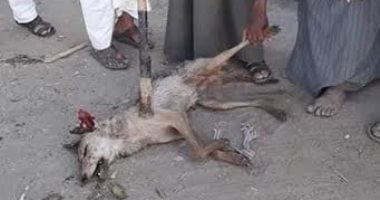 أهالى أرمنت بالأقصر يقتلون "ذئب مفترس" هاجم على 3 أطفال