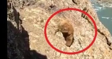 "لازم يتحاكموا".. اعتداء وحشى على دب وإغراقه فى الهند.. فيديو