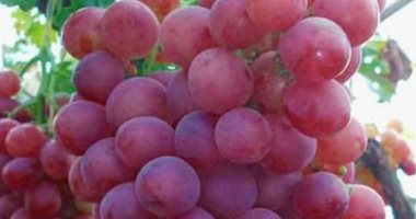 ما لا تعرفه عن فوائد العنب.. يحسن الذاكرة ويعزز صحة المخ ويساعد على النوم 