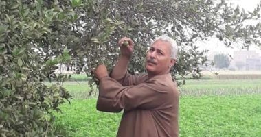 بعد ارتفاع سعره 40 جنيها .. نقابة الفلاحين تكشف سبب جنون الليمون