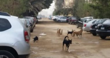 شكوى من انتشار الكلاب الضالة بشارع العشرين فى فيصل