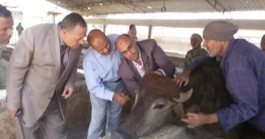 وصول أول قطيع من السلالات الجديدة للجاموس بمحطات الثروة الحيوانية فى أسيوط