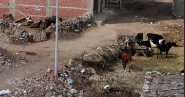 تحويل قطعة أرض لحظيرة ماشية بقرية قولنجيل فى المنصورة يزعج الأهالى