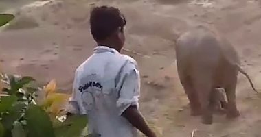 أنثى فيل تقتل رجلا بسبب خوفها على أولادها.. اعرف القصة؟