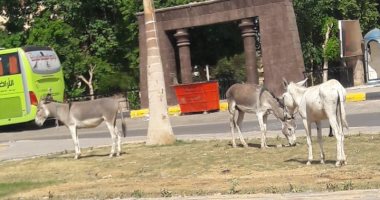 قارئ يشكو من وجود حيوانات بصورة غير حضارية أمام حديقة العقاد السياحية بأسوان
