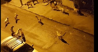 قارئ يشكو من انتشار الكلاب الضالة بشارع الطيار فكرى بإمبابة