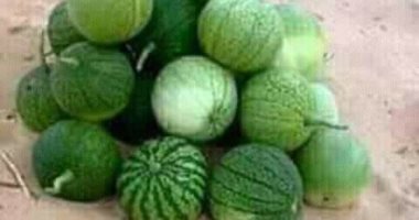 صور.. تعرف على "المعجرة" أشهر أكلات بدو شمال سيناء