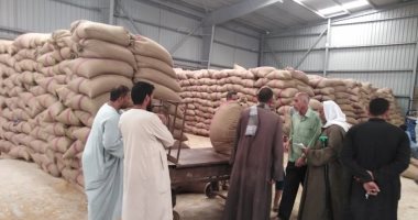 رئيس مركز منفلوط بأسيوط: توريد 4800 طن قمح بالشون