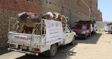 الأورمان تسلم 60 مشروع رأس ماشية  للأسر الأكثر احتياجا فى أسوان