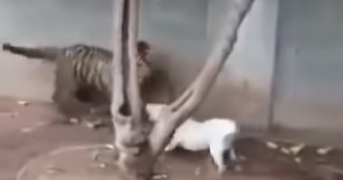 فيديو.. نهاية غير متوقعة لمعركة بين كلب وصغير النمر