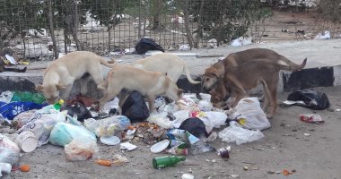 صور.. اضبط مخالفة.. الكلاب الضالة والمسعورة تثير ذعر سكان بورفؤاد
