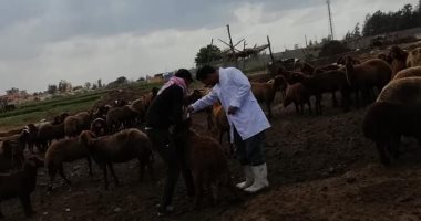 بيطرى كفر الشيخ: حملات للرش الجماعى للماشية وعيادة متنقلة