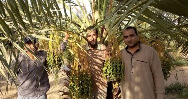 "الوادى الجديد" تستكمل تنفيذ مبادرة "مكسبك من نخلتك" لتوفير فرص عمل للشباب